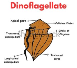 biological classification dinoflagellate