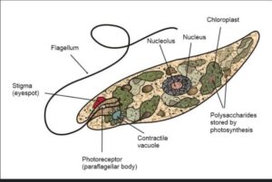 biological classification euglena 