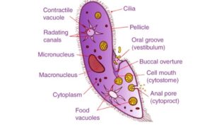 biological classification paramoecium