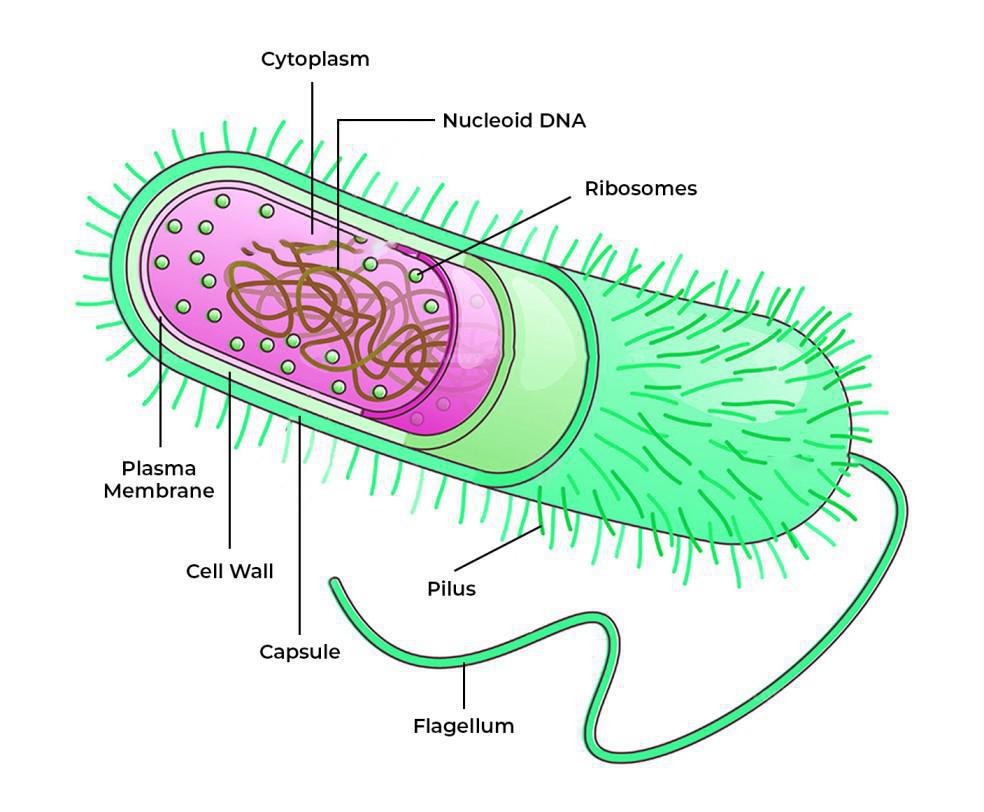 BIOLOGICAL CLASSIFICATION - BACTERIA