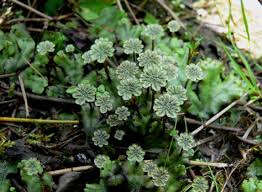 plant kingdom Bryophyte