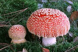 BIOLOGICAL CLASSIFICATION -FUNGI