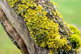 Biological Classification-lichens