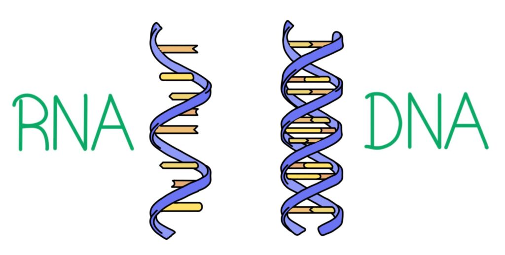 BIOLOGICAL CLASSIFICATION- RNA & DNA