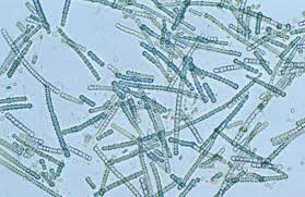 biological classification cynobactria