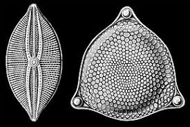 biological classification diatoms