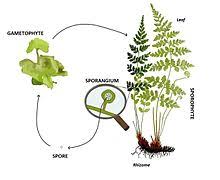 plant kingdom pteridophytes