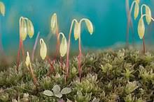 plant kingdom sporophytes