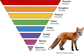 animal kingdom taxonomic rank