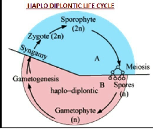 HAPLO-DIPLONTIC PLANT KINGDOM