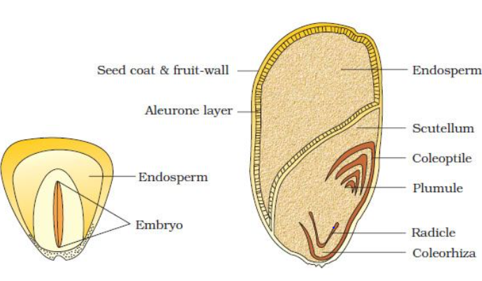 MNOCOT SEED MORPHOLOGY OF FLOWERING PLANT