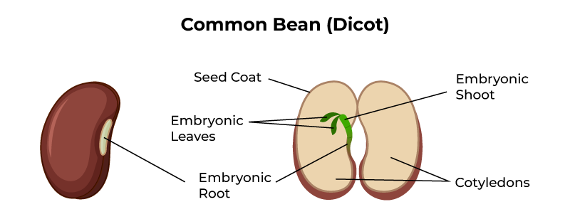 DICOT SEED MORPHOLOGY OF PLANT KINGDOM