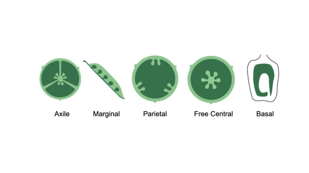 PLACENTATION MORPHOLOGY OF FLOWERING PLANTS