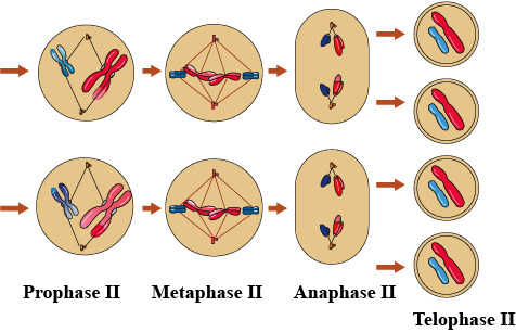 MEIOSIS II DIAGRAM Cell cycle and cell division