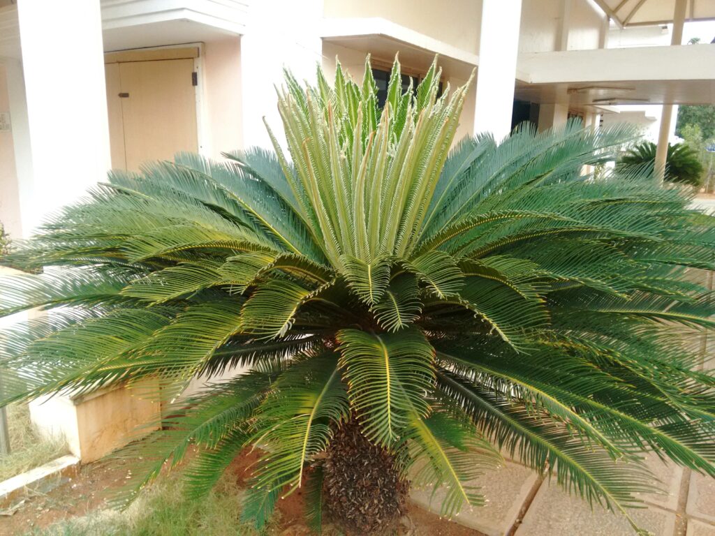 CYCAS PLANT KINGDOM