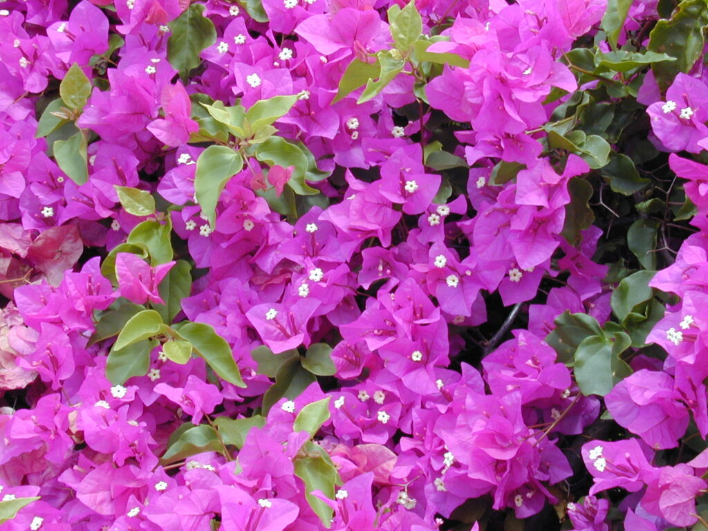 morphology of flowering plants-Bougainvillea