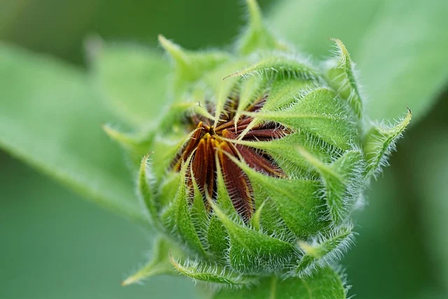 NEET CHAPTER-5 MORPHOLOGY OF FLOWERING PLANTS-Bud