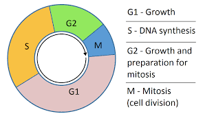 cell cycle and cell division