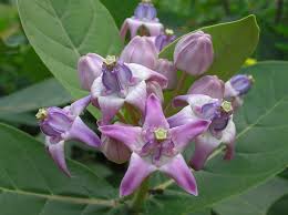 MORPHOLOGY OF FLOWERING PLANTS Calotropis