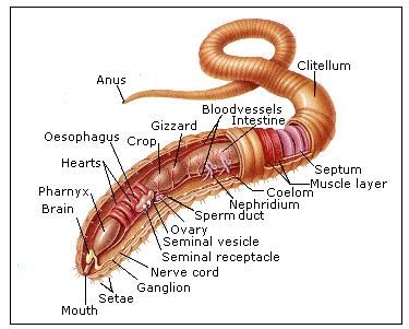 ANIMAL MORPHOLOGY-EARTHWORM