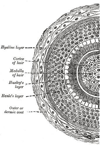 ANATOMY OF FLOWERING PLANTS-EPIDERMAL HAIRS