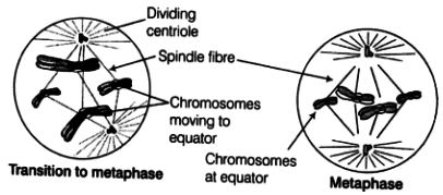 CELL CYCLE AND CELL DIVISION-M PHASE-KARYOKINESIS- METAPHASE