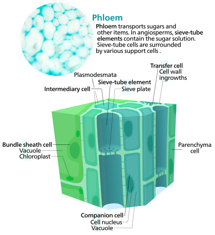 ANATOMY OF FLOWERING PLANTS- PHLOEM