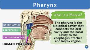 COCKROACH ANATOMY-PHARYNX