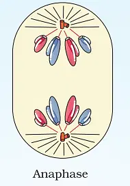 CELL CYCLE AND CELL DIVISION- M PHASE- KARYOKINESIS-ANAPHASE