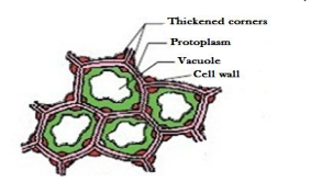 collenchyma Anatomy of flowering plants