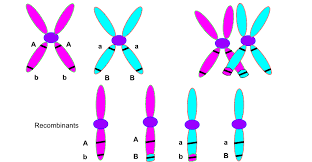 Cell Cycle and Cell Division-chromosomes