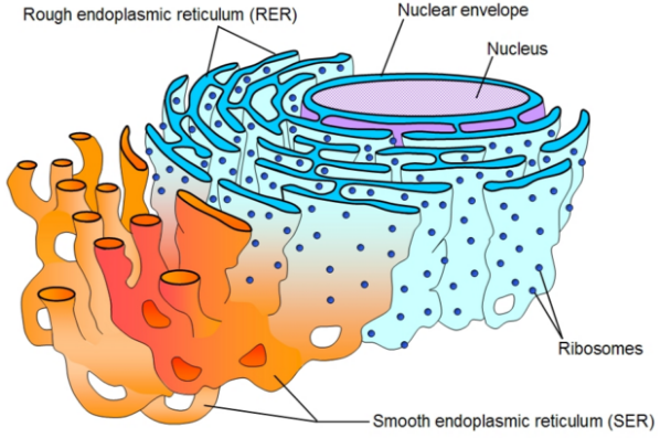 CELL: THE UNIT OF LIFE, ENDOPLASMIC RETICULUM