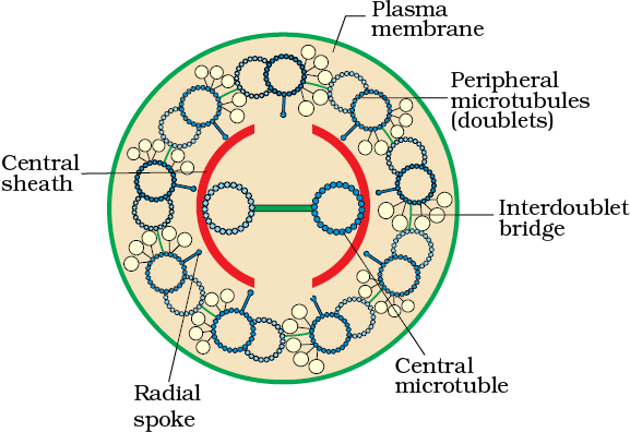 diagrammatic reprentation of internal structure cell the unit of life