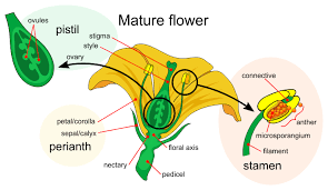 MORPHOLOGY OF FLOWERING PLANTS morphology of flowering plants