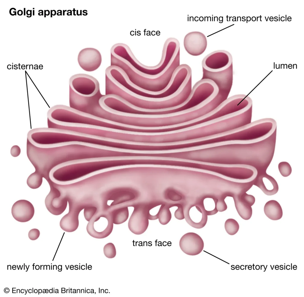 CELL:THE UNIT OF LIFE, GOLGI APPARATUS