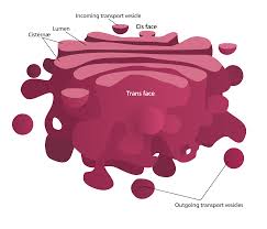 cell golgi bodies