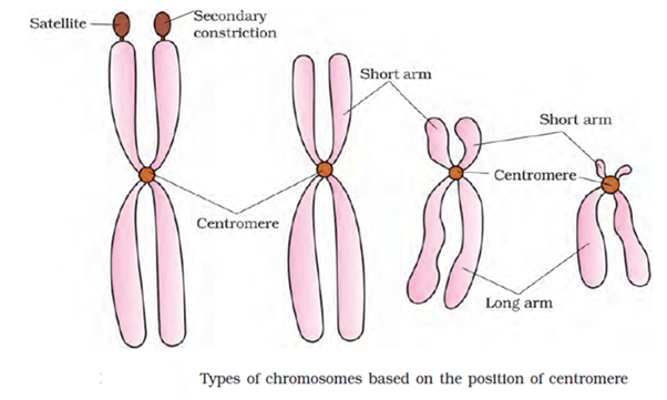 TYPES OF CHROMOSOMES BASED ON THE ON THE POSITION OF CENTROMERE CELL THE UNIT OF LIFE