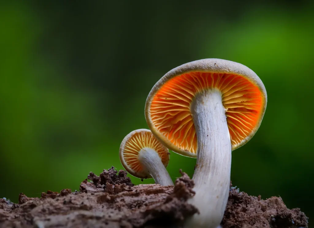 COCKROACH ANATOMY-MUSHROOM