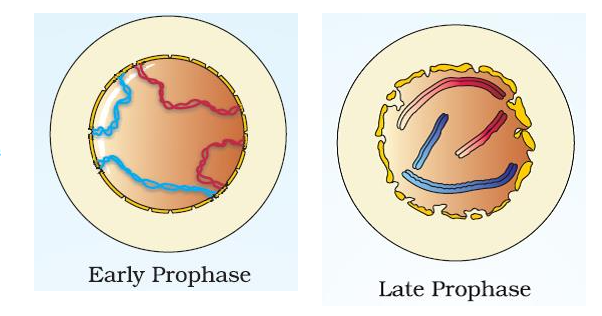 CELL CYCLE AND CELL DIVISION- M PHASE-KARYOKINESIS-PROPHASE