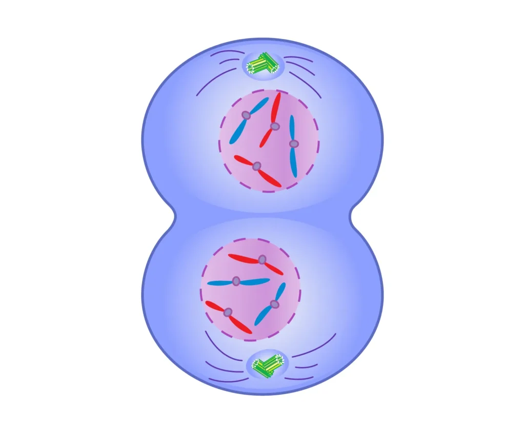 CELL CYCLE AND CELL DIVISION-M PHASE-KARYOKINESIS-TELOPHASE