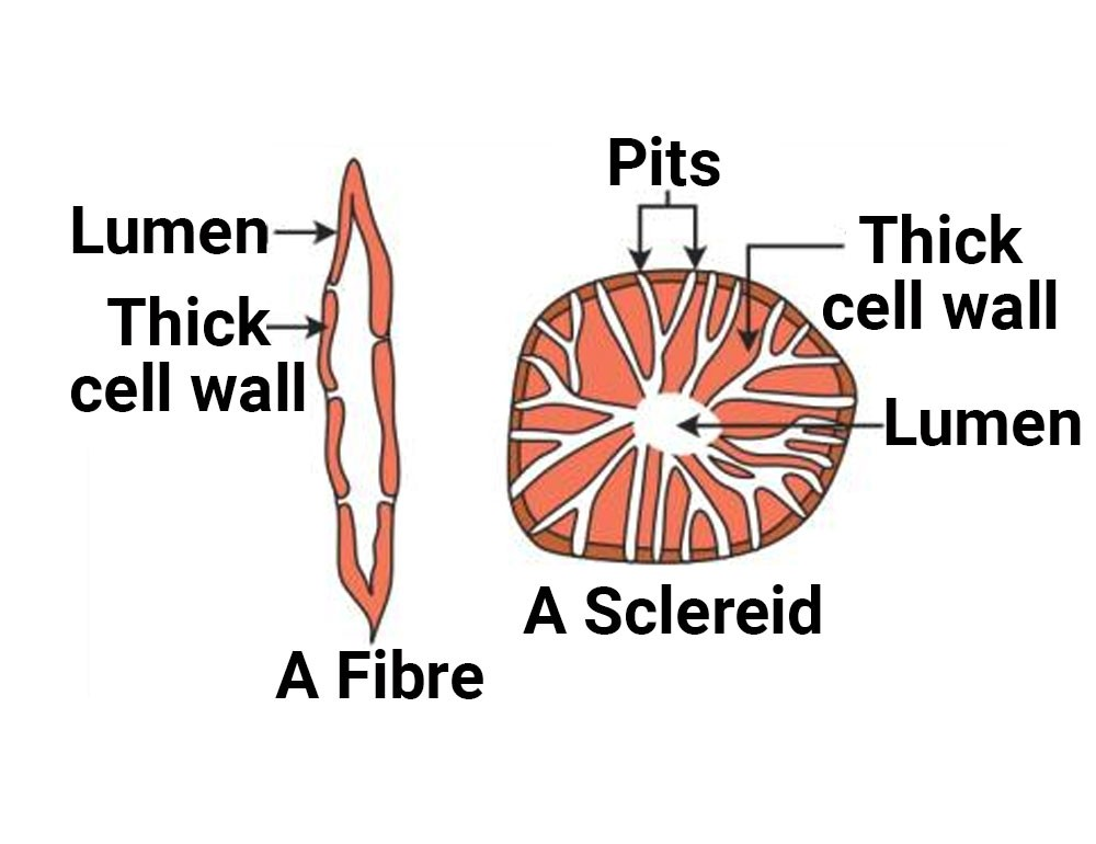 ANATOMY OF FLOWERING PLANT, LUMEN, A FIBRE , A SCLEREID CELL WALL Anatomy of flowering plants