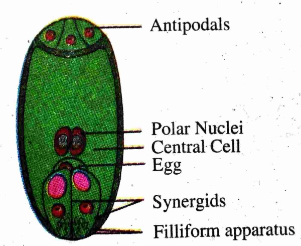 ANGIOSPERMS-A DIAGRAMMATIC REPRESENTATION OF THE MATURE EMBRYO SAC