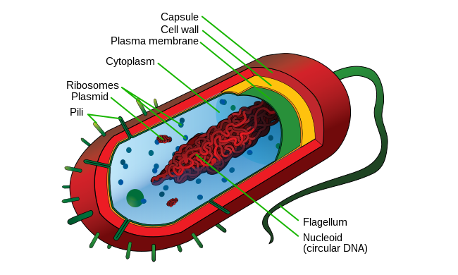 PROKARYOTIC CELLS-A TYPICAL DIAGRAM OF PROKARYOTIC CELL