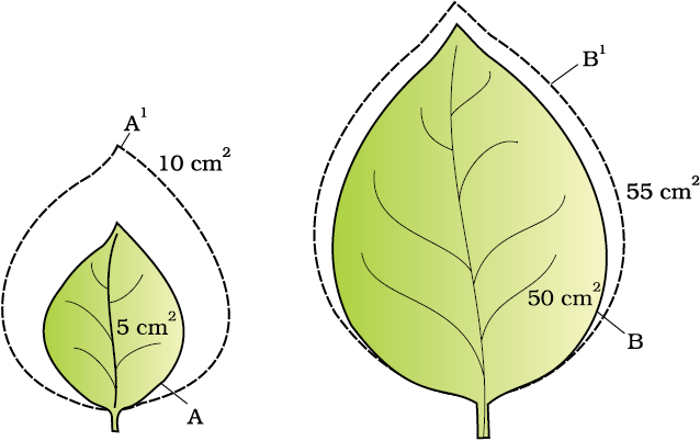 PLANT GROWTH AND DEVELOPMENT-QUANTITATIVE COMPARISONS BETWEEN GROWTH OF LIVING SYSTEM CAN BE MADE- ABSOLUTE AND RELATIVE GROWTH RATES