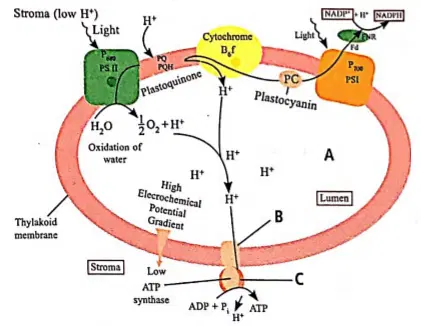 PHOTOSYNTHESIS IN HIGHER PLANTS-CHEMIOSMOTIC HYPOTHESIS-ATPSYNTHESIS THROUGH CHEMIIOSMOSIS