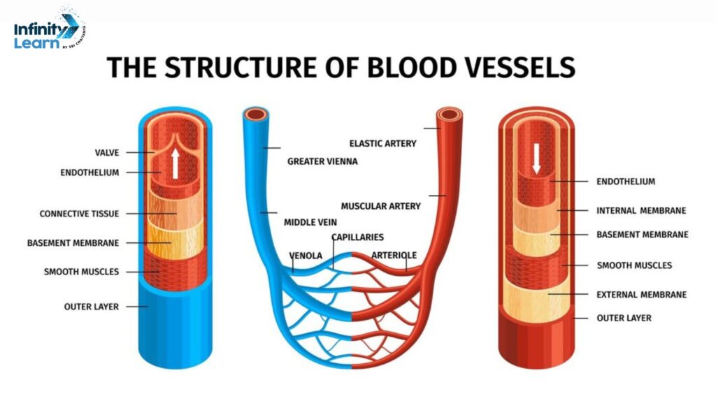 body fluids and circulation- blood vessels