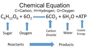 BREATHING AND EXCHANGE OF GASES-BREATHING/RESPIRATION