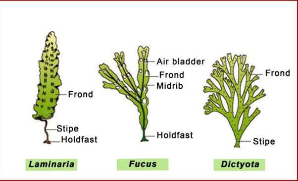 ECONOMIC IMPORTANCE OF ALGAE SEXUAL REPRODUCTION