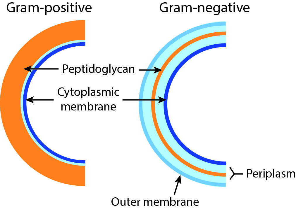 PROKARYOTIC CELLS-CELL WALL