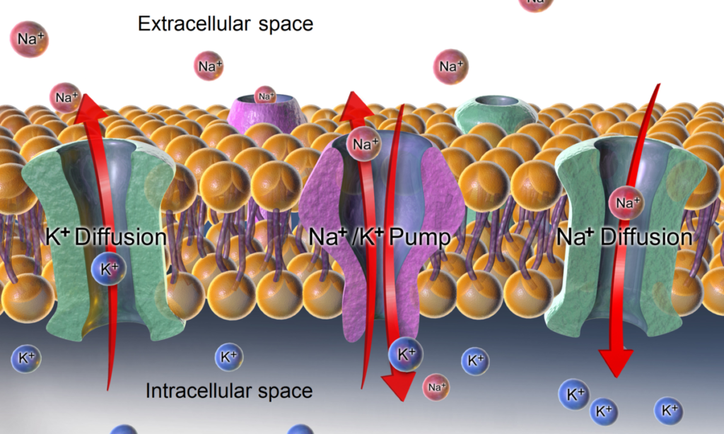 NEURAL CONTROL AND COORDINATION- CONCENTRATION GRADIENT